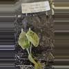 plant/Alocasia Baginda Dragon Scale Mint Tissue Culture Grower's Choice-1-thumbnail