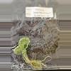 plant/Alocasia Baginda Dragon Scale Mint Tissue Culture Grower's Choice-4-thumbnail