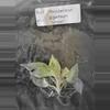 plant/Philodendron Giganteum Blizzard Tissue Culture Grower's Choice-2-thumbnail