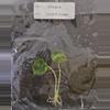 plant/Alocasia Sinuata Aurea Variegated TC Grower's Choice-1-thumbnail