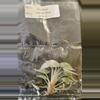 plant/Alocasia Cuprea Mint Pink Variegated Tissue Culture Grower's Choice-2-thumbnail