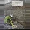 plant/Epipremnum Blizzard Variegated TC Grower's Choice-4-thumbnail