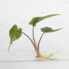 plant/Seller's choice! Alocasia stingray var-0-thumbnail