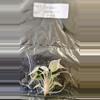 plant/Alocasia Cuprea Mint Pink Variegated Tissue Culture Grower's Choice-4-thumbnail