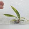plant/Seller's choice! Philodendron Caramel Marble TC in bag-0-thumbnail