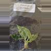 plant/Philodendron Giganteum Blizzard Tissue Culture Grower's Choice-1-thumbnail