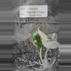 plant/Alocasia Baginda Dragon Scale Albo Tissue Cultures Grower's Choice-1-thumbnail