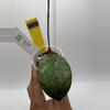 plant/Sp. Kalbar Round leaf-0-thumbnail