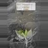 plant/Philodendron Giganteum Blizzard Tissue Culture Grower's Choice-0-thumbnail