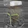 plant/Epipremnum Blizzard Variegated TC Grower's Choice-1-thumbnail