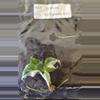 plant/Monstera Borsigiana Albo Tissue Culture Grower's Choice-4-thumbnail