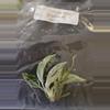 plant/Philodendron Giganteum Blizzard Tissue Culture Grower's Choice-4-thumbnail