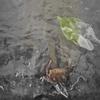 plant/Alocasia Blackstem Variegated TC Grower's Choice-0-thumbnail