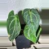 plant/Crystal x mag-0-thumbnail