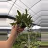 plant/GC. 4” Hoya Sigillatis-0-thumbnail