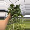 plant/GC. 4”HB Hoya Caudata Sumatra-0-thumbnail
