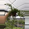 plant/GC. 4” Hoya Engleriana-0-thumbnail