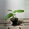 plant/Vittarifolium x self-0-thumbnail