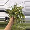 plant/GC. 4” Hoya Wayetii Tricolor-0-thumbnail