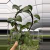 plant/GC. 4” Hoya Quinquenervia-0-thumbnail