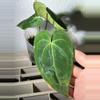plant/(Mag Verde X AOS) F2-1-thumbnail
