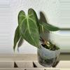 plant/(Mag Verde X AOS) F2-0-thumbnail