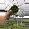 plant/GC. 4”HB Hoya Retusa-0-thumbnail