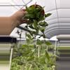 plant/GC. 4” Hoya Rebecca-0-thumbnail