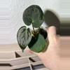 plant/(SKG Silver x Doc F2) X Pap (GYGY)-0-thumbnail