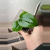 plant/Regale AFF X Gigi-0-thumbnail