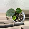 plant/(DORA x RLFS) X Barry S. NOID-0-thumbnail