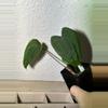 plant/Pap x rvdp-0-thumbnail