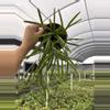 plant/GC. 4”HB Hoya Insularis-0-thumbnail