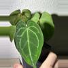 plant/Crystal x mag-1-thumbnail