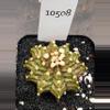 plant/Gymnocalycium Mihanovichii Dinosaur Clone in 2.7" pot 10508-0-thumbnail