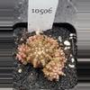 plant/Gymnocalycium Mihanovichii Dinosaur Cluster Clone in 2.7" pot 10506-0-thumbnail