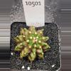 plant/Gymnocalycium Mihanovichii Dinosaur Clone in 2.7" pot 10501-0-thumbnail