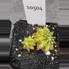 plant/Gymnocalycium Mihanovichii Dinosaur Cluster Clone in 2.7" pot 10504-0-thumbnail