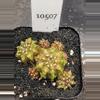 plant/Gymnocalycium Mihanovichii Dinosaur Cluster Clone in 2.7" pot 10507-0-thumbnail