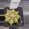 plant/Gymnocalycium Mihanovichii Dinosaur Clone in 2.7" pot 10502-0-thumbnail