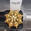 plant/Gymnocalycium Mihanovichii Dinosaur Clone in 2" pot 10518-0-thumbnail
