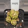 plant/Gymnocalycium Mihanovichii Dinosaur Cluster Clone in 2.7" pot 10505-0-thumbnail