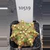 plant/Gymnocalycium Mihanovichii Dinosaur Clone in 2" pot 10519-0-thumbnail
