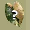 plant/[Read Description] Mystery Variegated Alocasia Corm-0-thumbnail