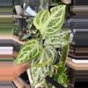 plant/Anthurium Silver Blush Mint-0-thumbnail