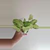 plant/Syngonium Holly-0-thumbnail