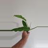 plant/Philodendron Ring of Fire-1-thumbnail
