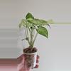 plant/Syngonium Holly-1-thumbnail