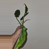 plant/Philodendron Ring of Fire-3-thumbnail