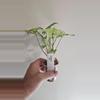 plant/Syngonium Holly-2-thumbnail